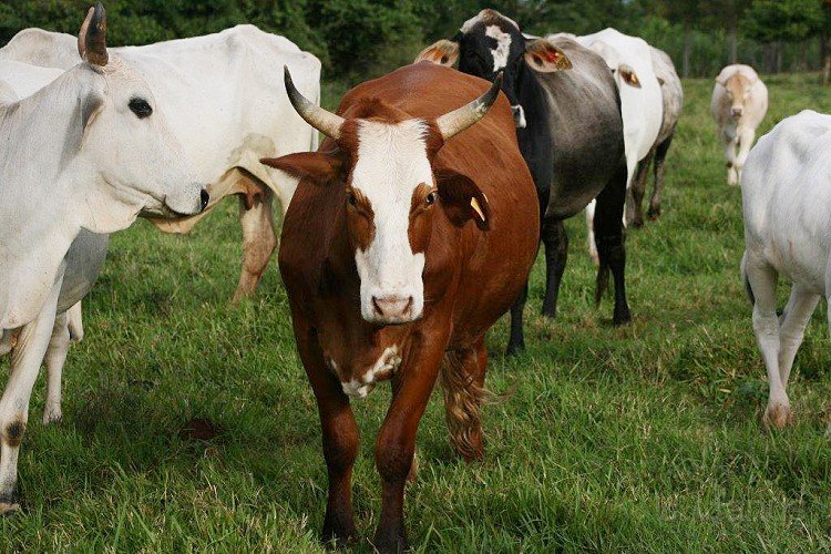 Juni2014 035.jpg - Bei den Rindern mit Frauchens neuem Stier